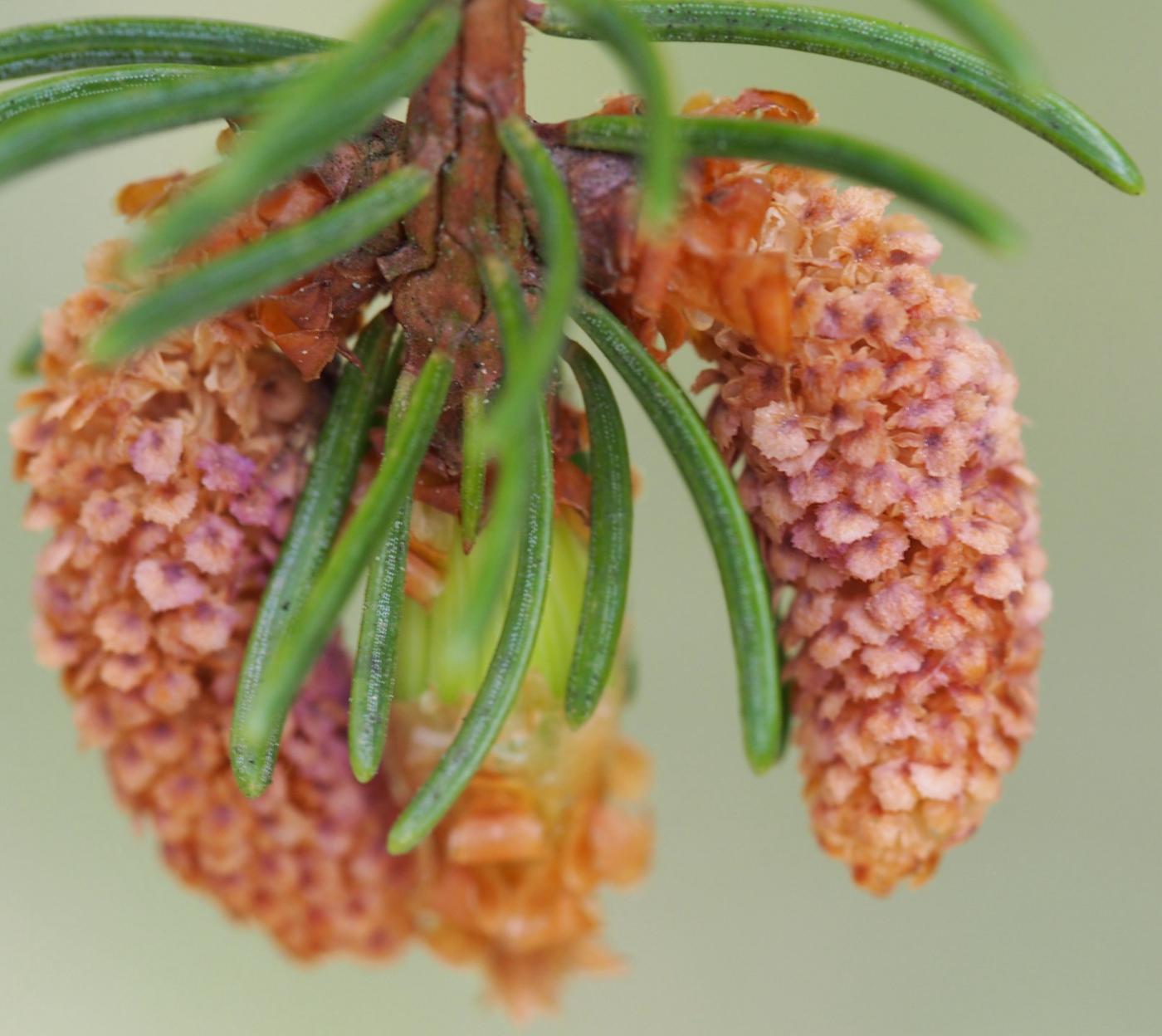 Spruce, Norway (Xmas tree) flower